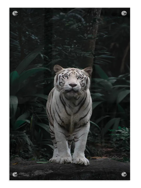 White Tiger Jungle Plakat