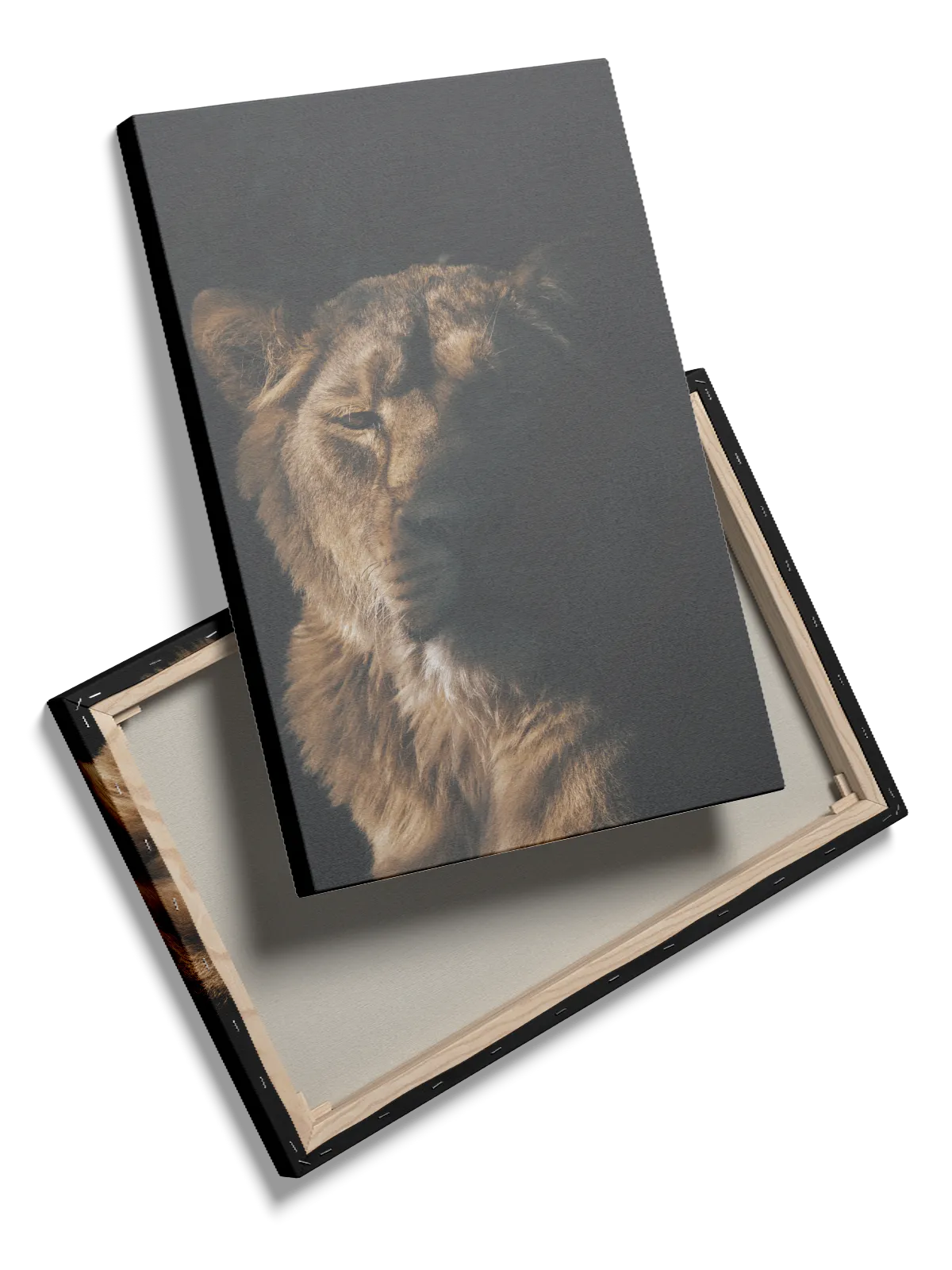 Lioness Half Light Plakat