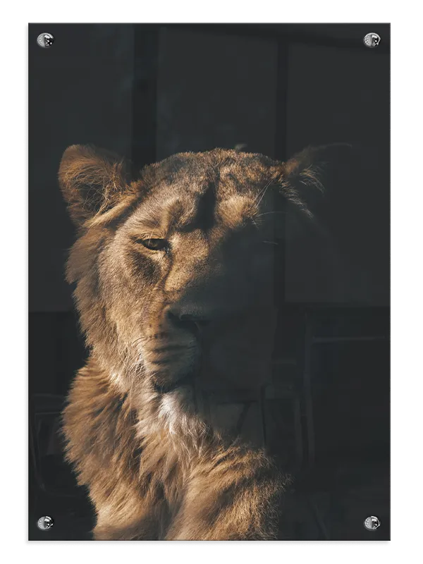Lioness Half Light Plakat