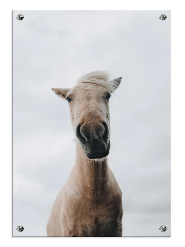 Light Horse Plakat
