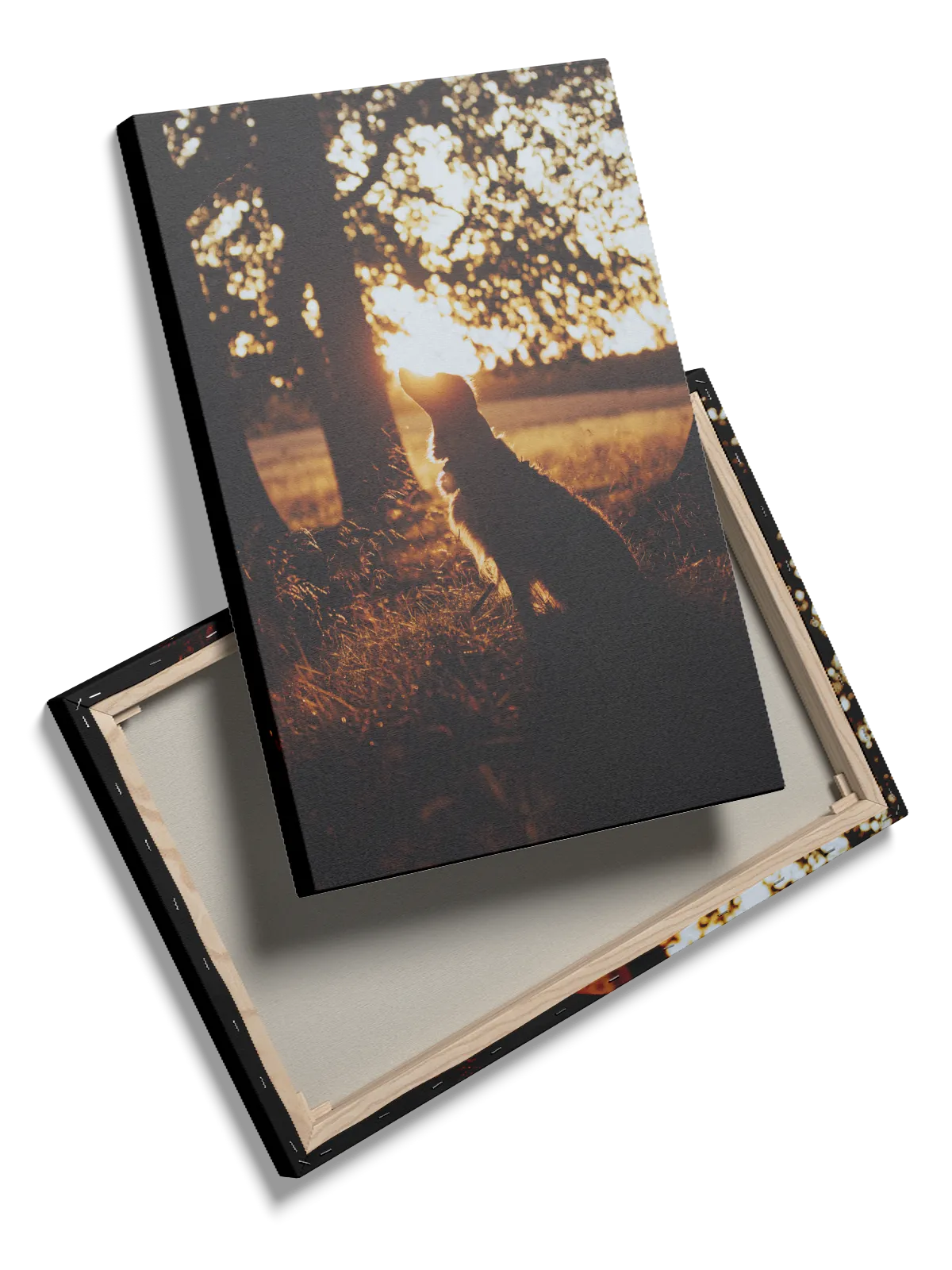 Hund Border Collie Silhouette Plakat