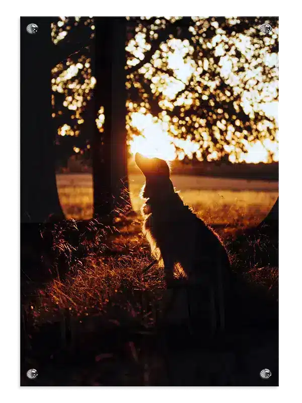 Hund Border Collie Silhouette Plakat