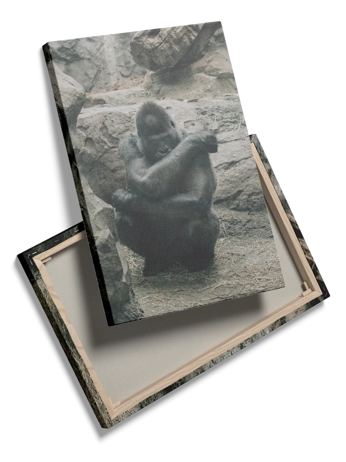 Silverback Gorilla Rocky Background Plakat