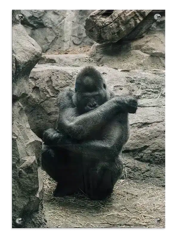 Silverback Gorilla Rocky Background Plakat