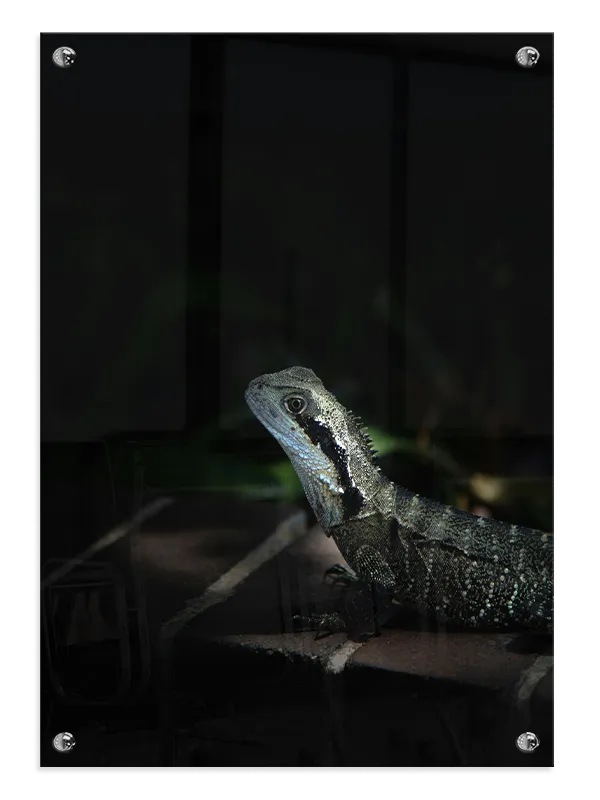 Ko Water Dragon Plakat