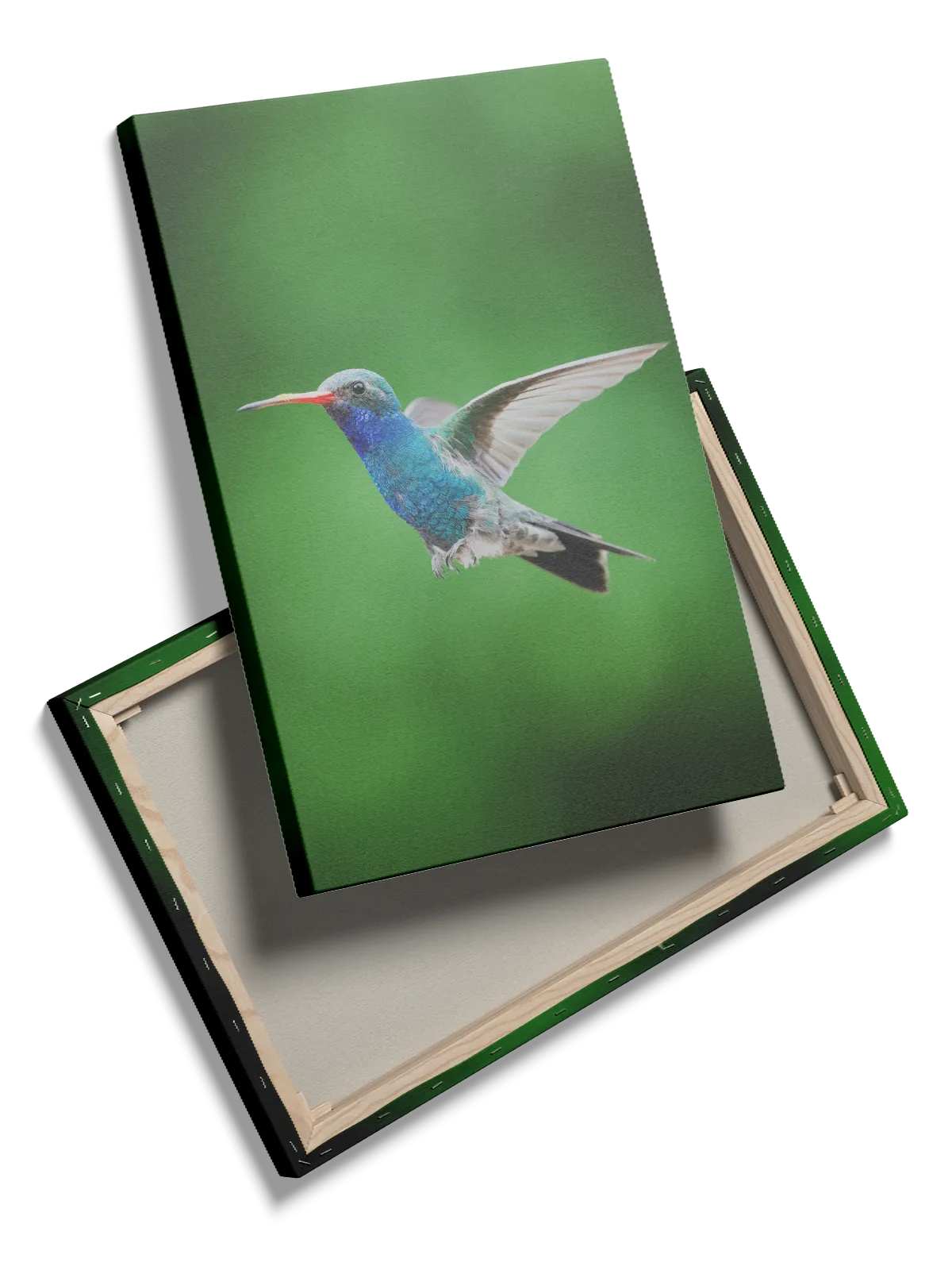 Hummingbird In Plakat