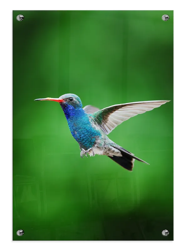 Hummingbird In Plakat