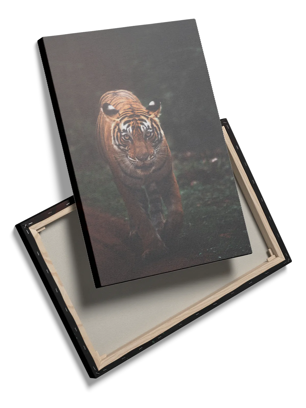 Tiger In Shadow Plakat