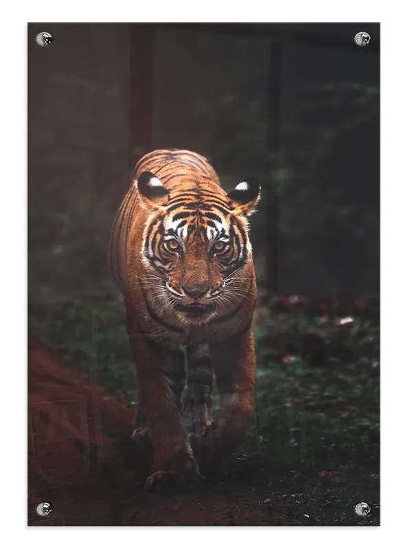 Tiger In Shadow Plakat