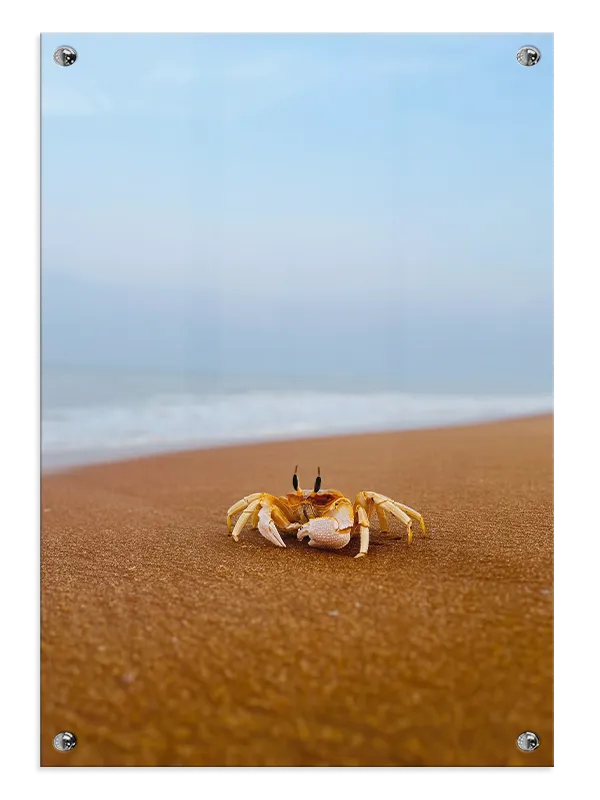 Ghost Crab Plakat