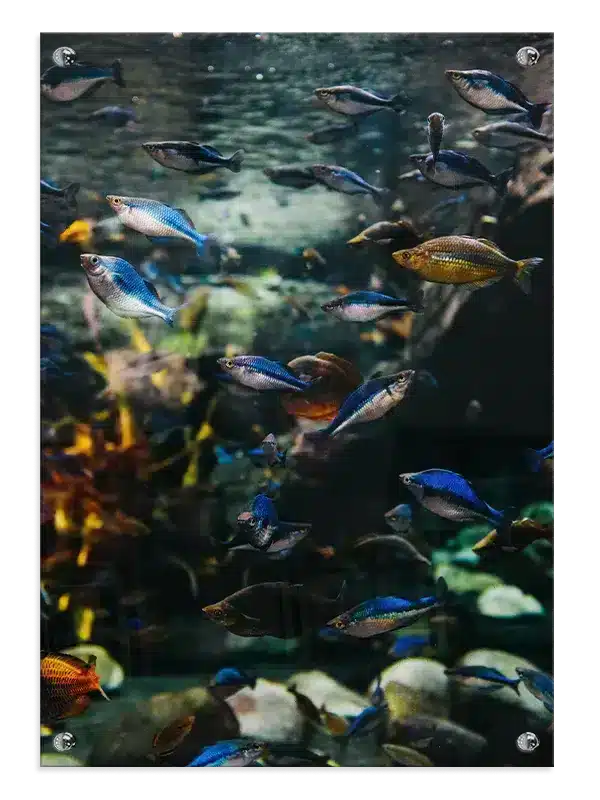 Tetra Fish School Plakat