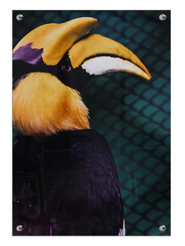 Great Hornbill Plakat