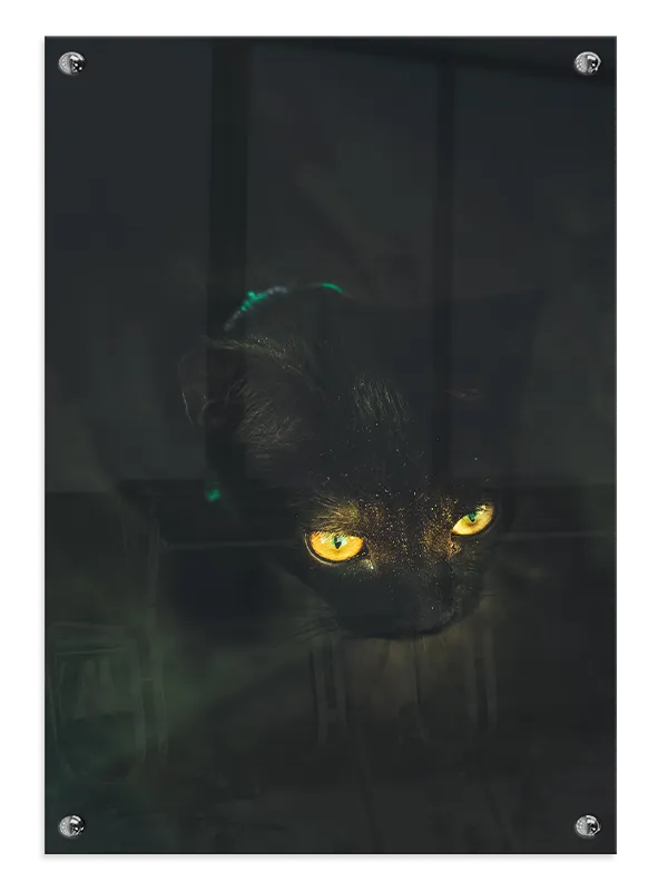 Black Cat Plakat