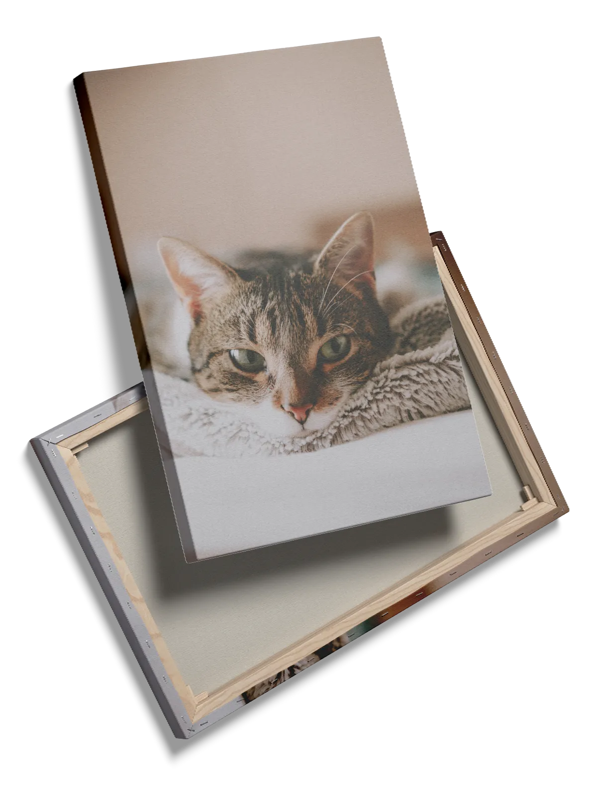 Tabby Cat Close Up Plakat