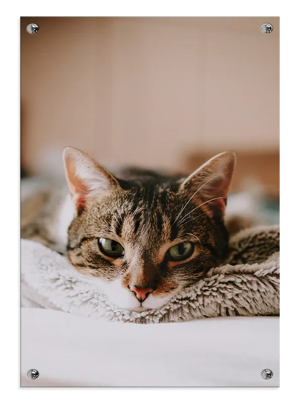 Tabby Cat Close Up Plakat