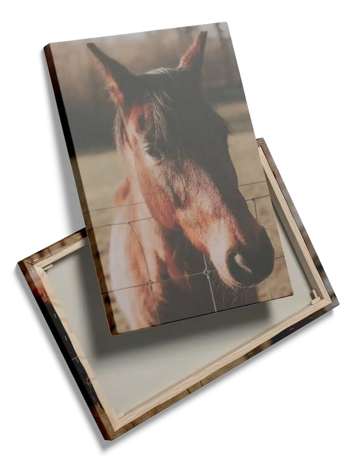 Bay Horse Plakat