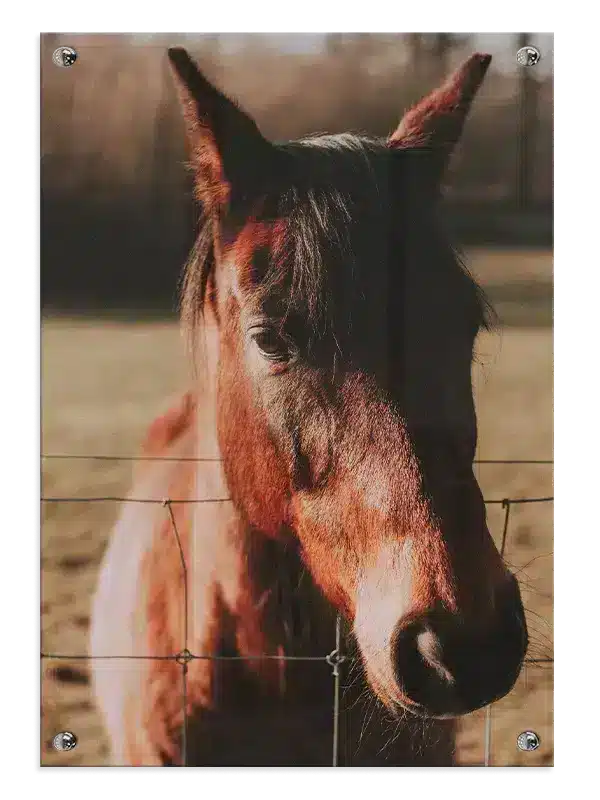 Bay Horse Plakat
