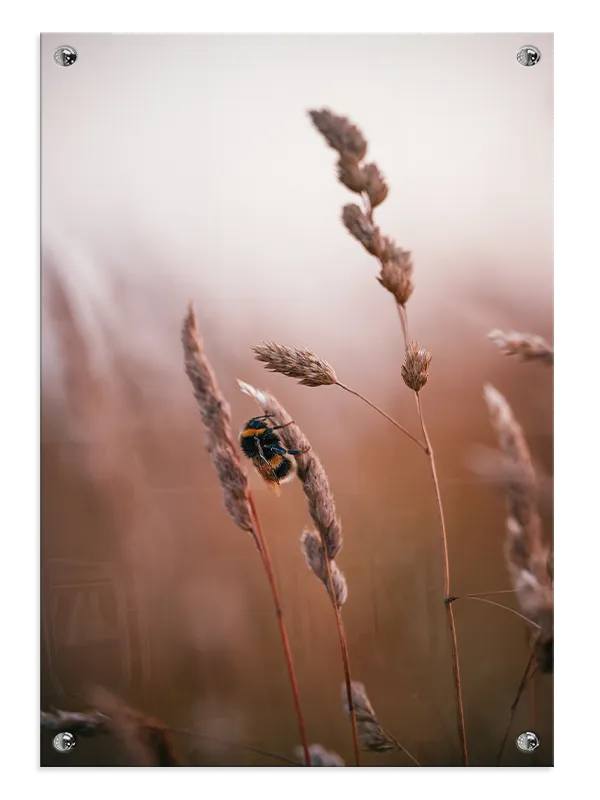 Bumblebee Plakat