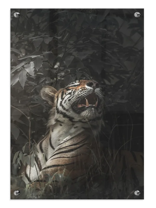 Tiger In Shadows Plakat