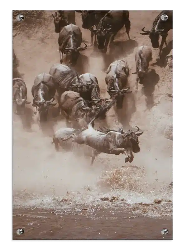 Wildebeest Crossing Plakat