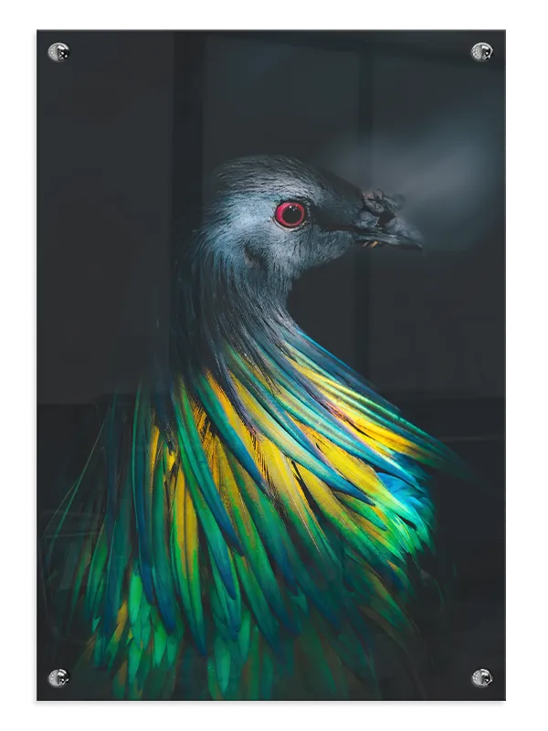 Nicobar Pigeon Plakat