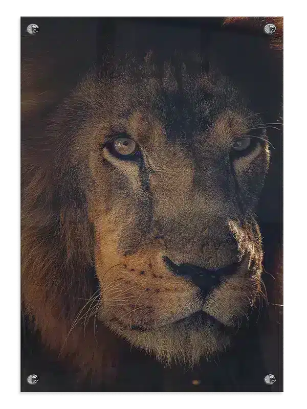 Lion Face II Plakat