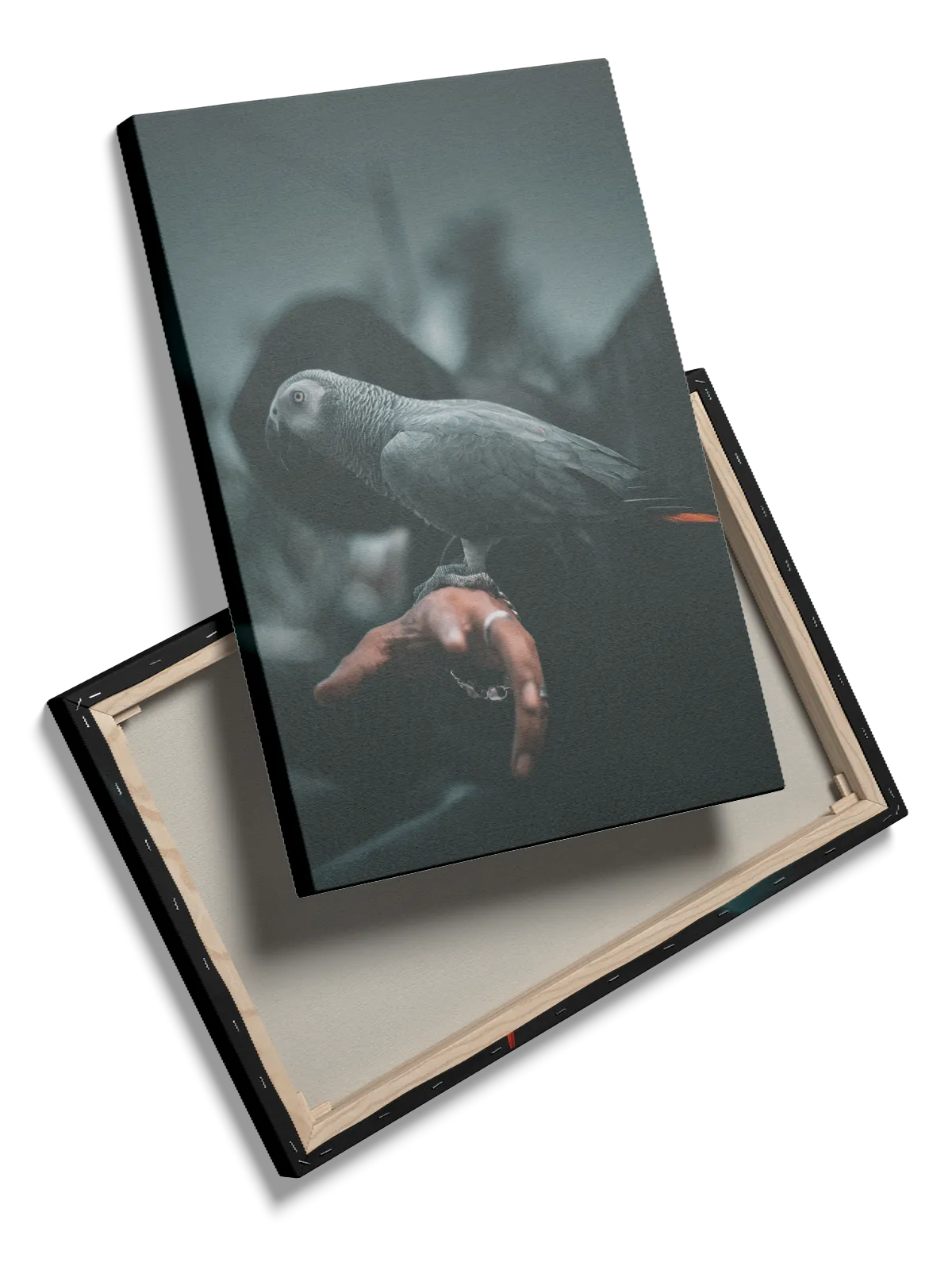 African Grey Parrot Plakat
