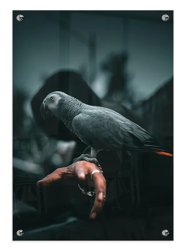African Grey Parrot Plakat