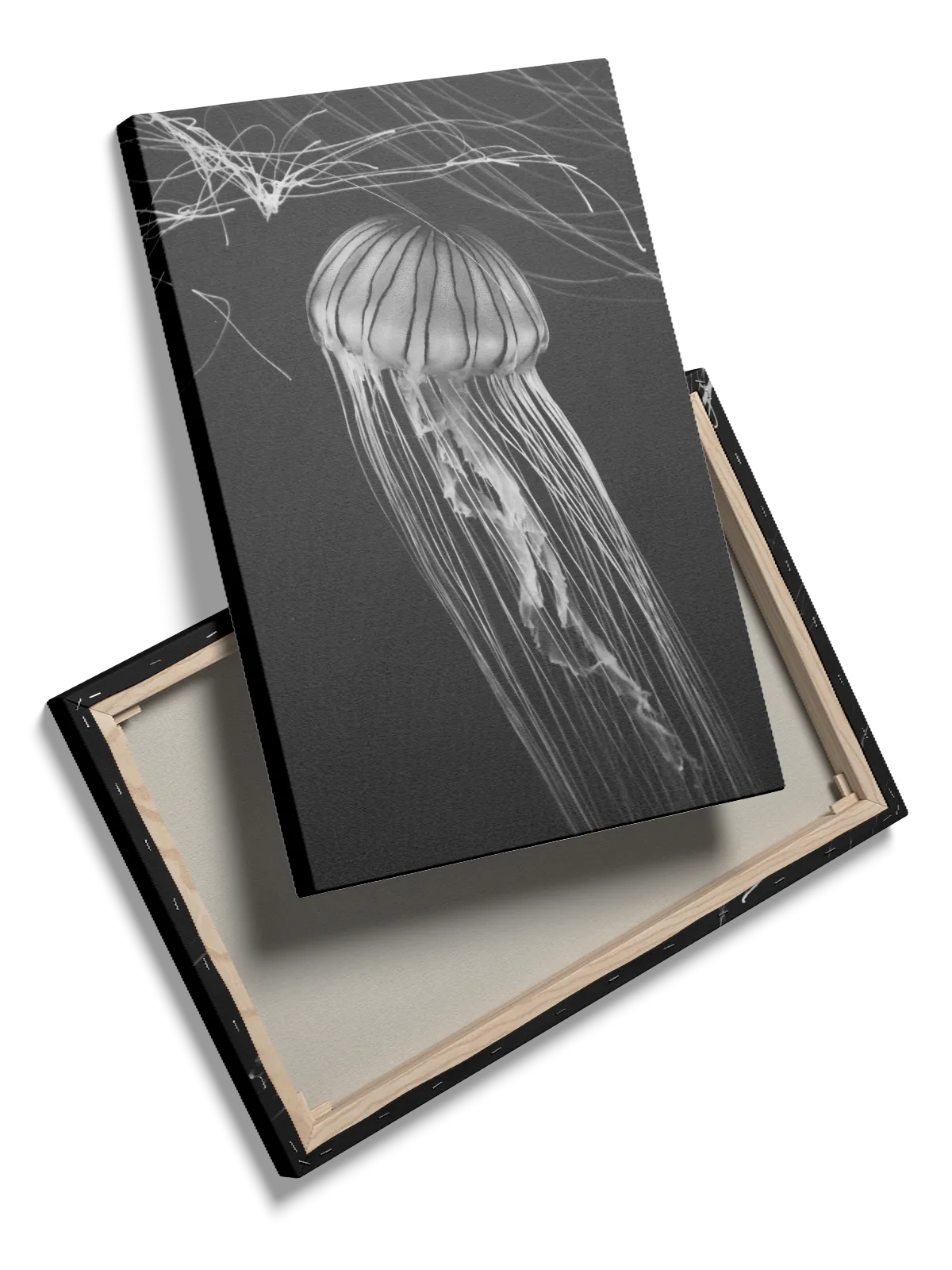 Jellyfish Black Background Plakat