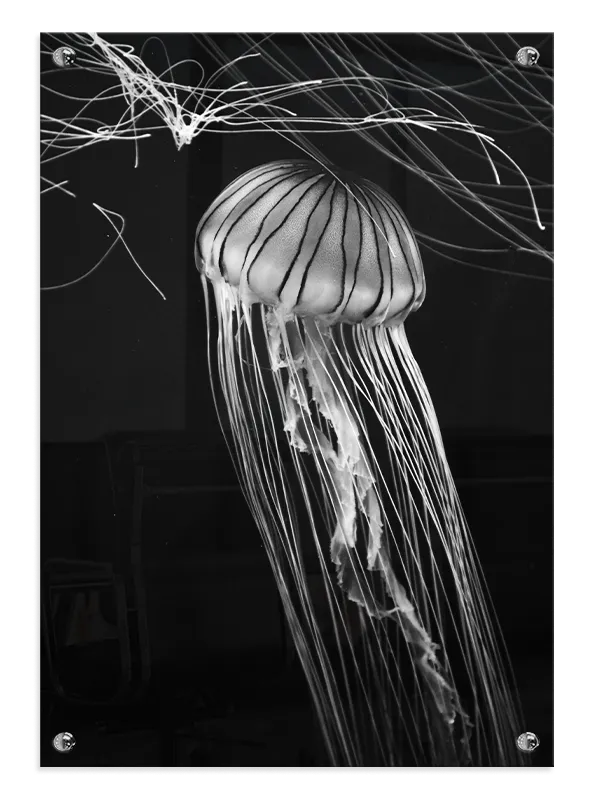 Jellyfish Black Background Plakat