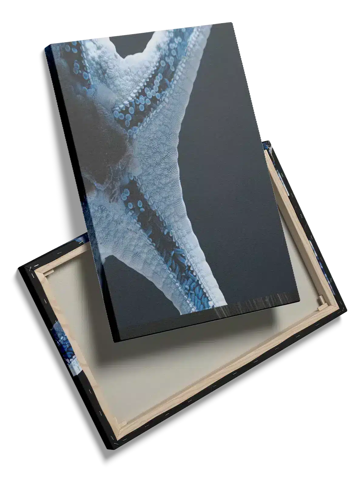 Starfish Plakat