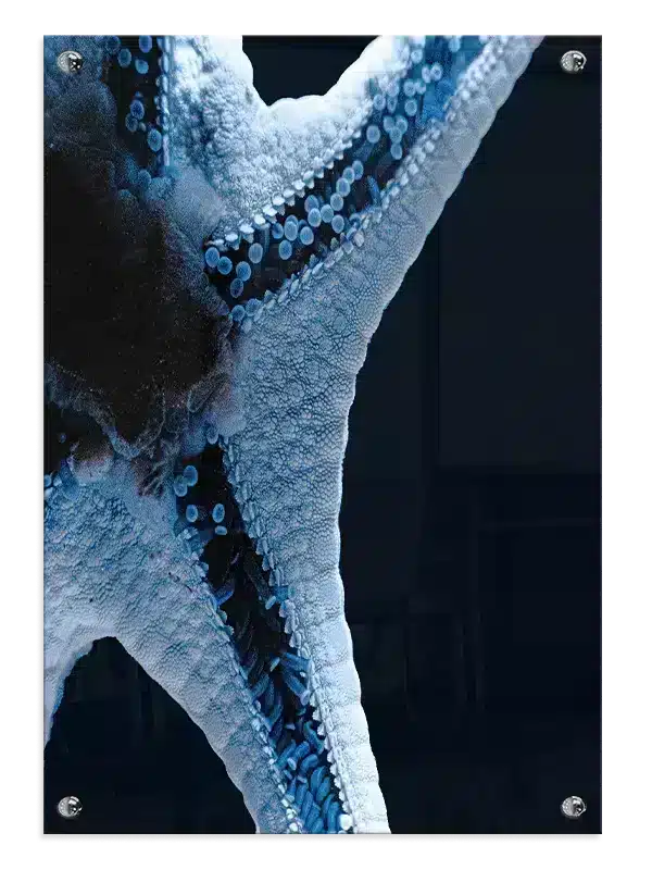 Starfish Plakat