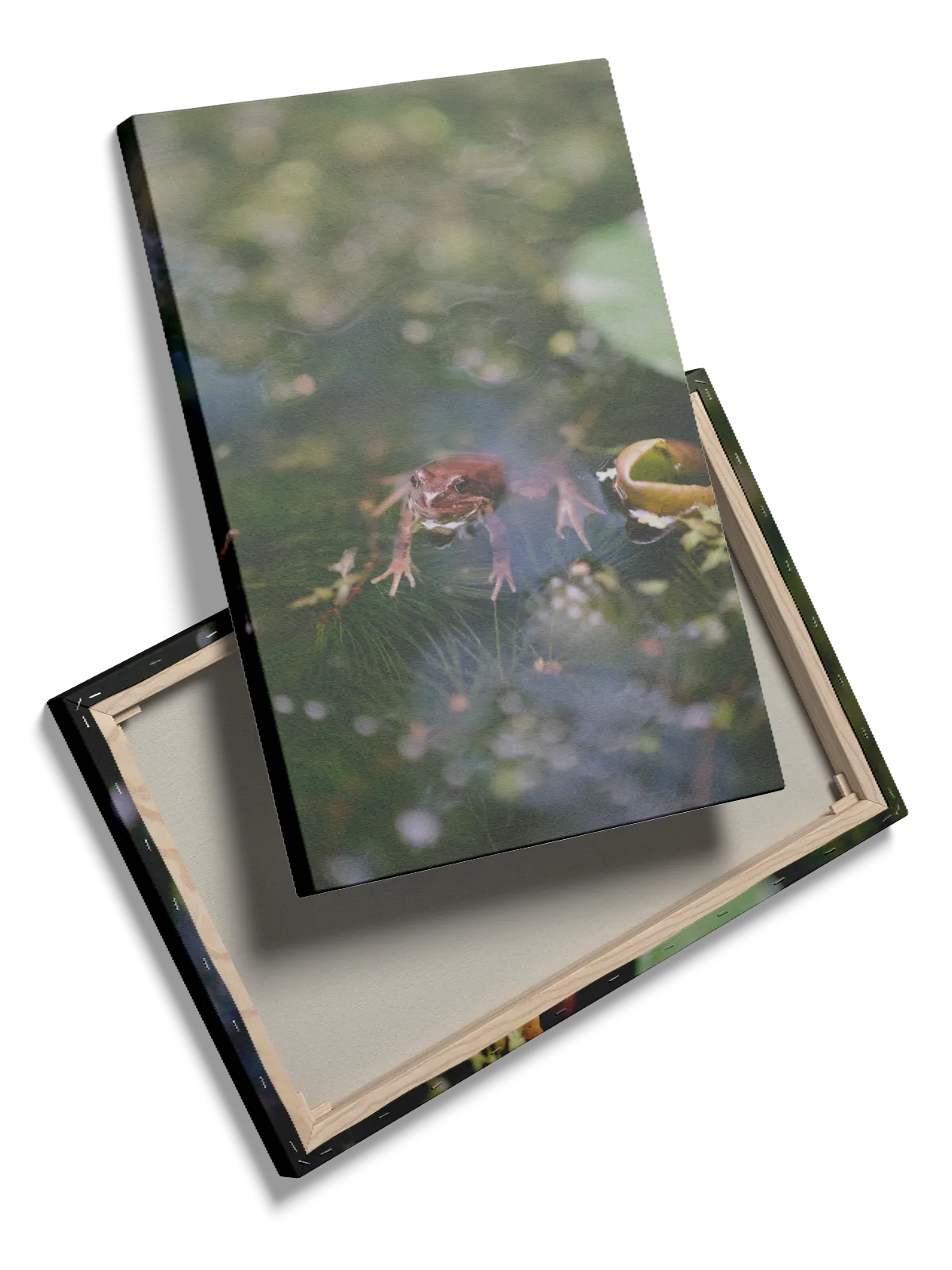 Common Frog Plakat