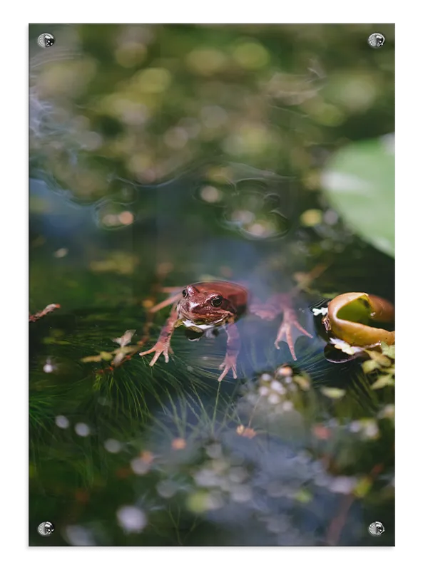 Common Frog Plakat