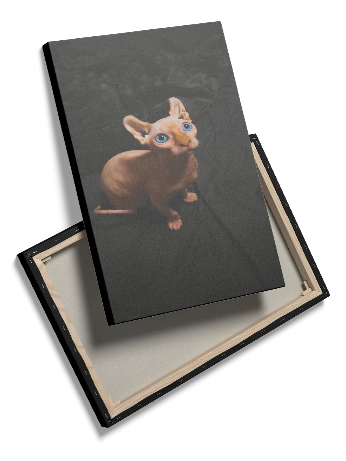 Sphynx Cat Plakat