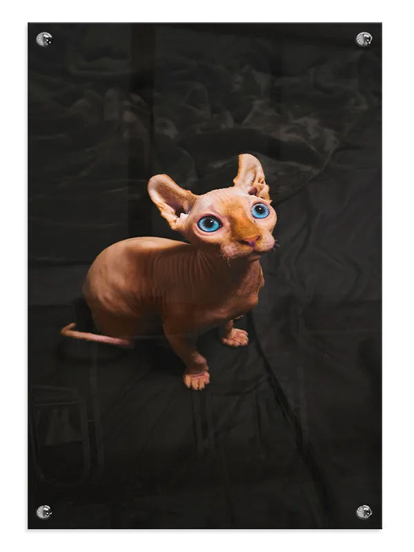 Sphynx Cat Plakat