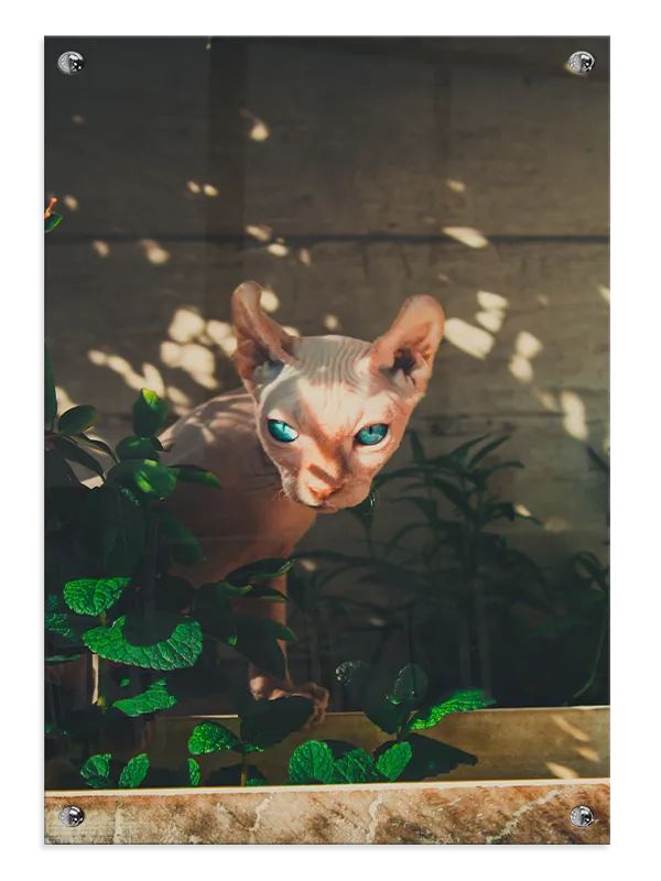 Sphynx Cat Sunlit Plakat
