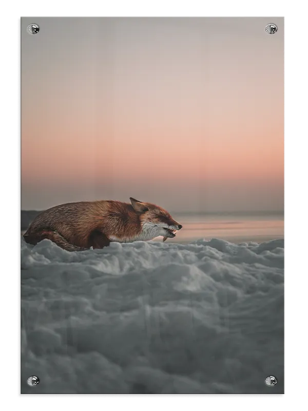 Red Fox Sunset Plakat