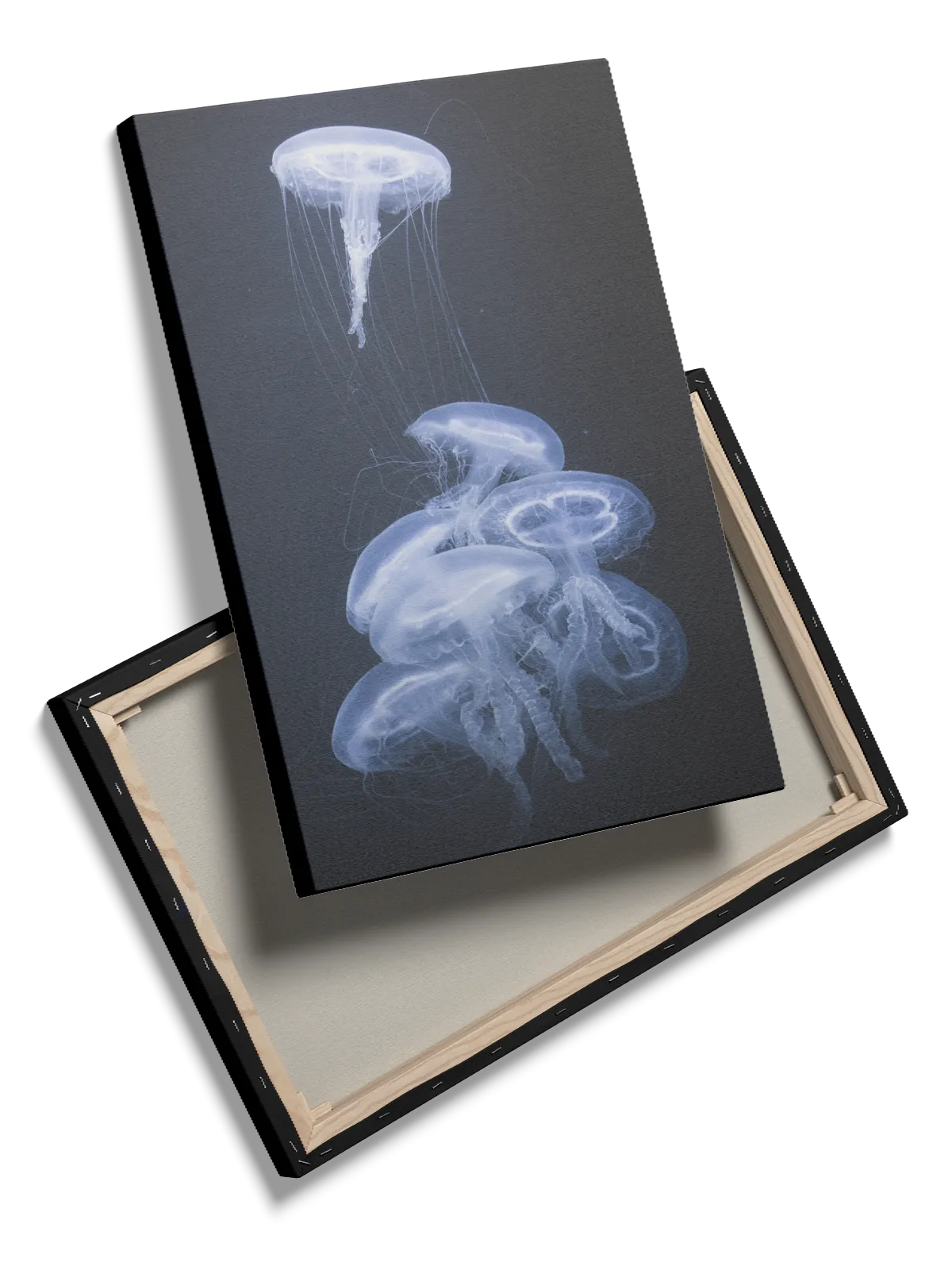 Moon Jellyfish Plakat
