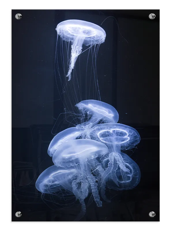 Moon Jellyfish Plakat