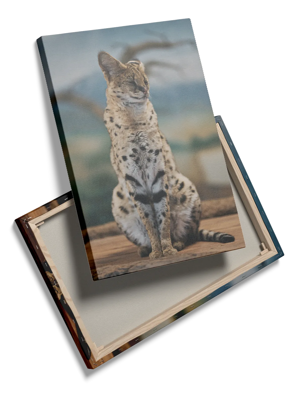 Serval Cat Plakat