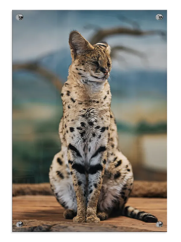 Serval Cat Plakat