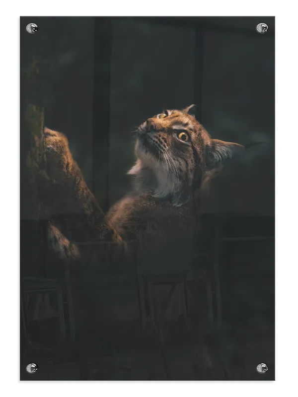 Ko Lynx Plakat
