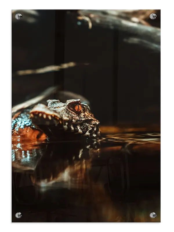 Ko Caiman Plakat