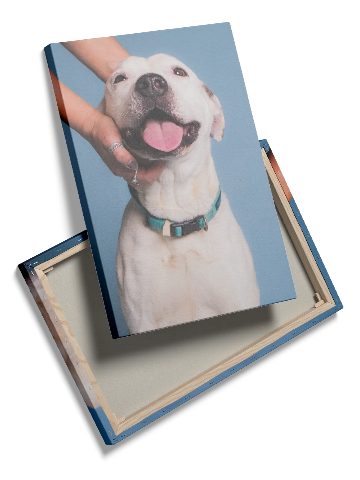 Happy Labrador Plakat