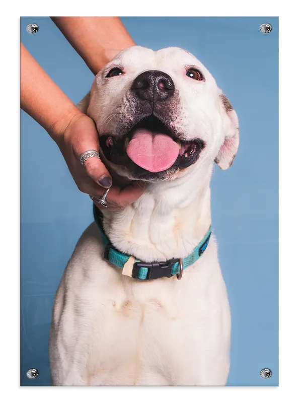 Happy Labrador Plakat