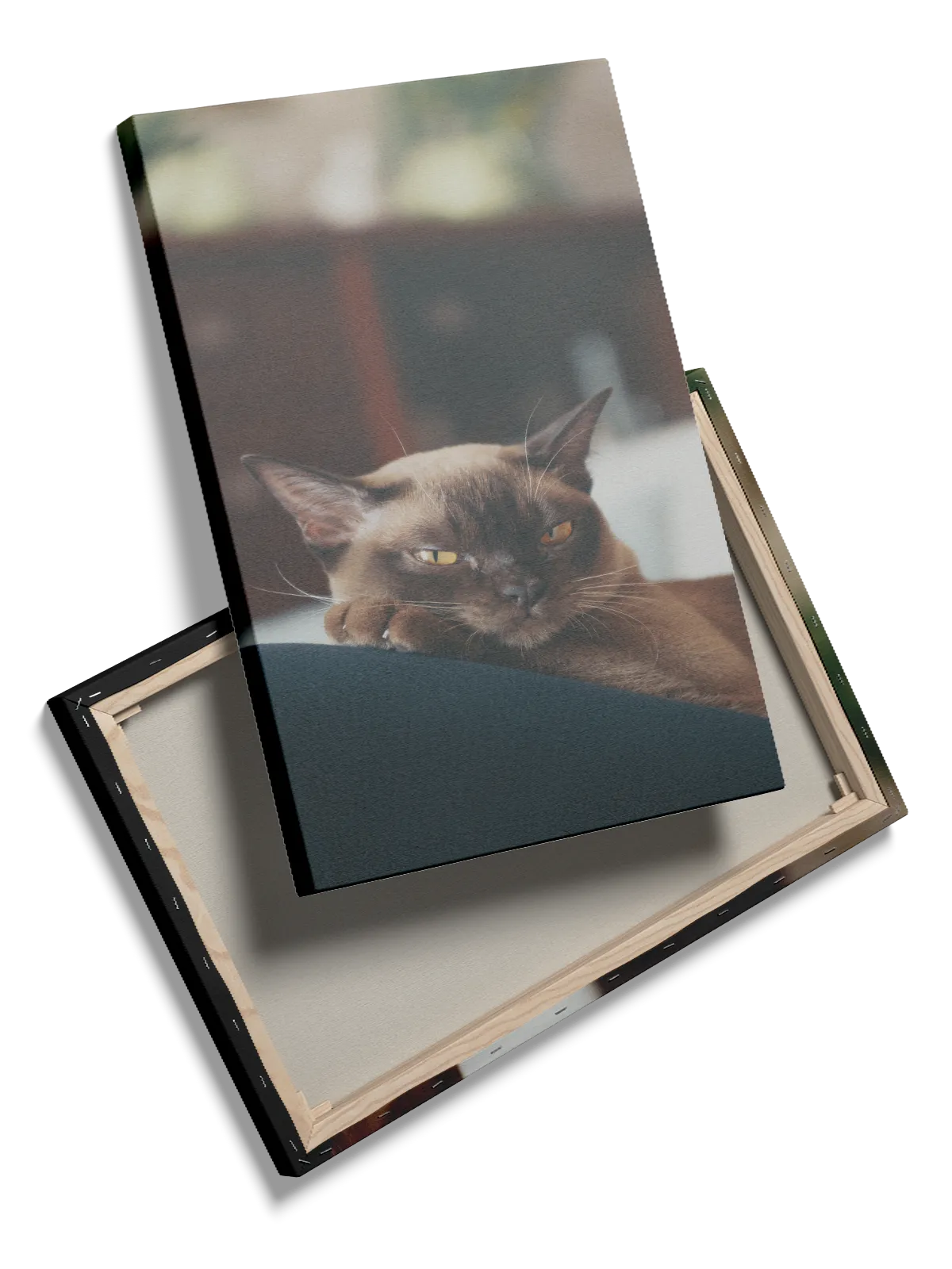 Burmese Cat Plakat