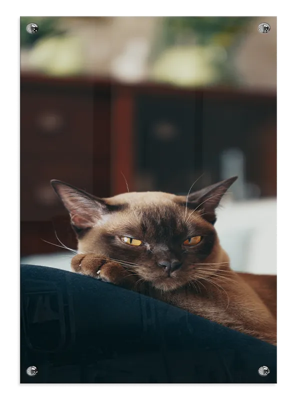 Burmese Cat Plakat