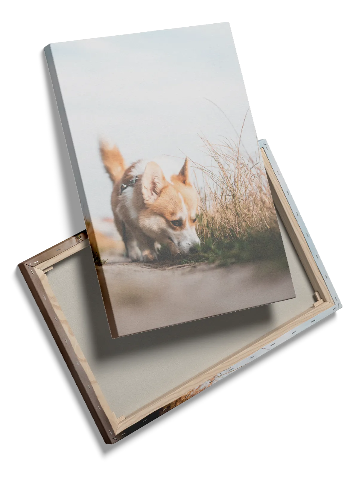 Corgi Dog Plakat