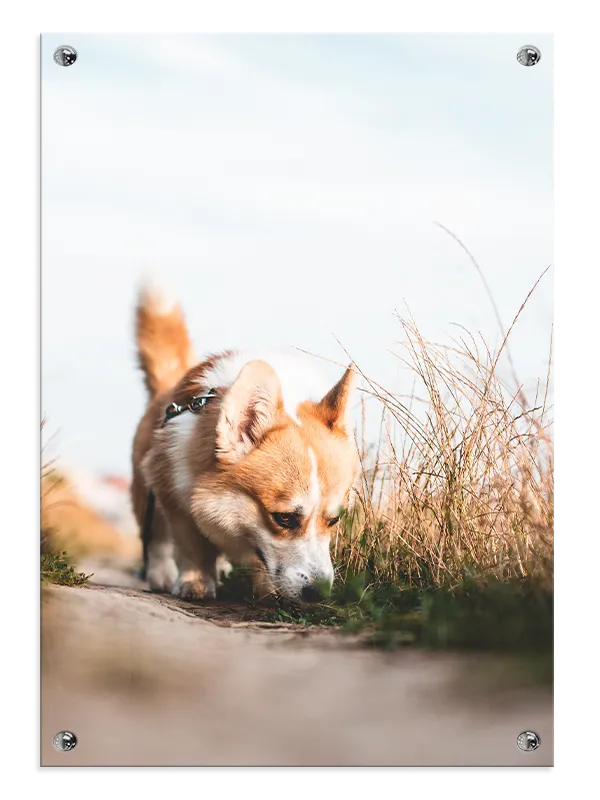 Corgi Dog Plakat